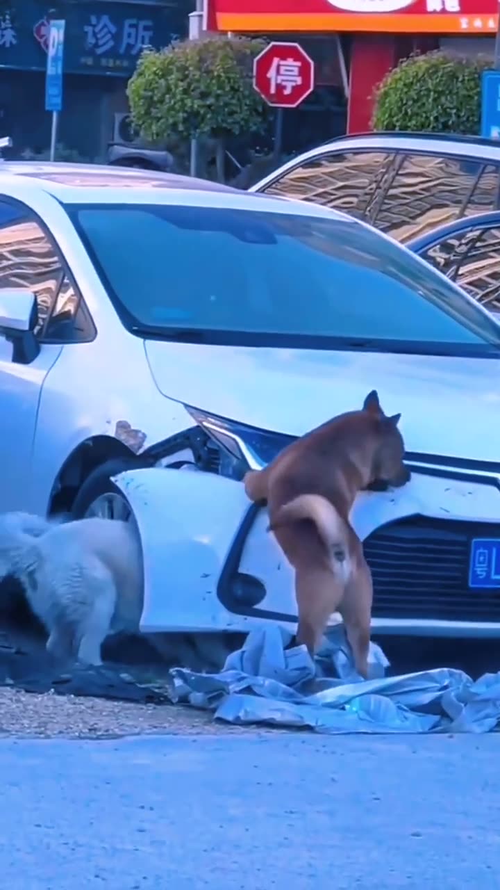 Huizhou-Plated Toyota Damaged by Dog