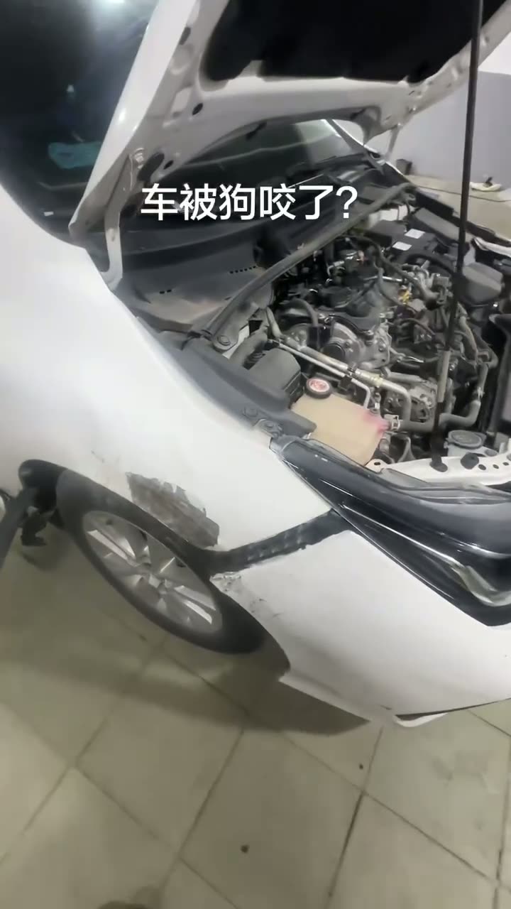 Huizhou-Plated Toyota Damaged by Dog