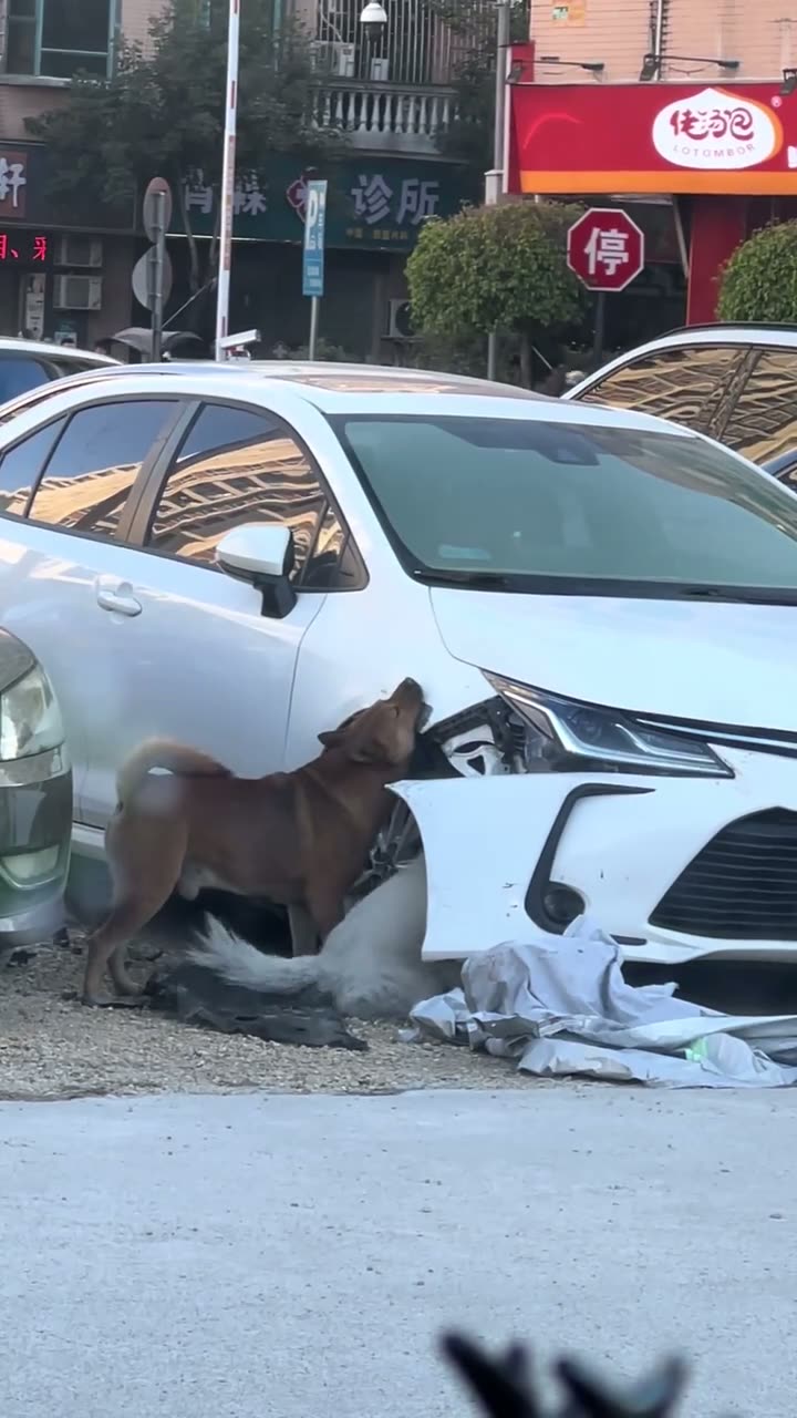 Huizhou-Plated Toyota Damaged by Dog